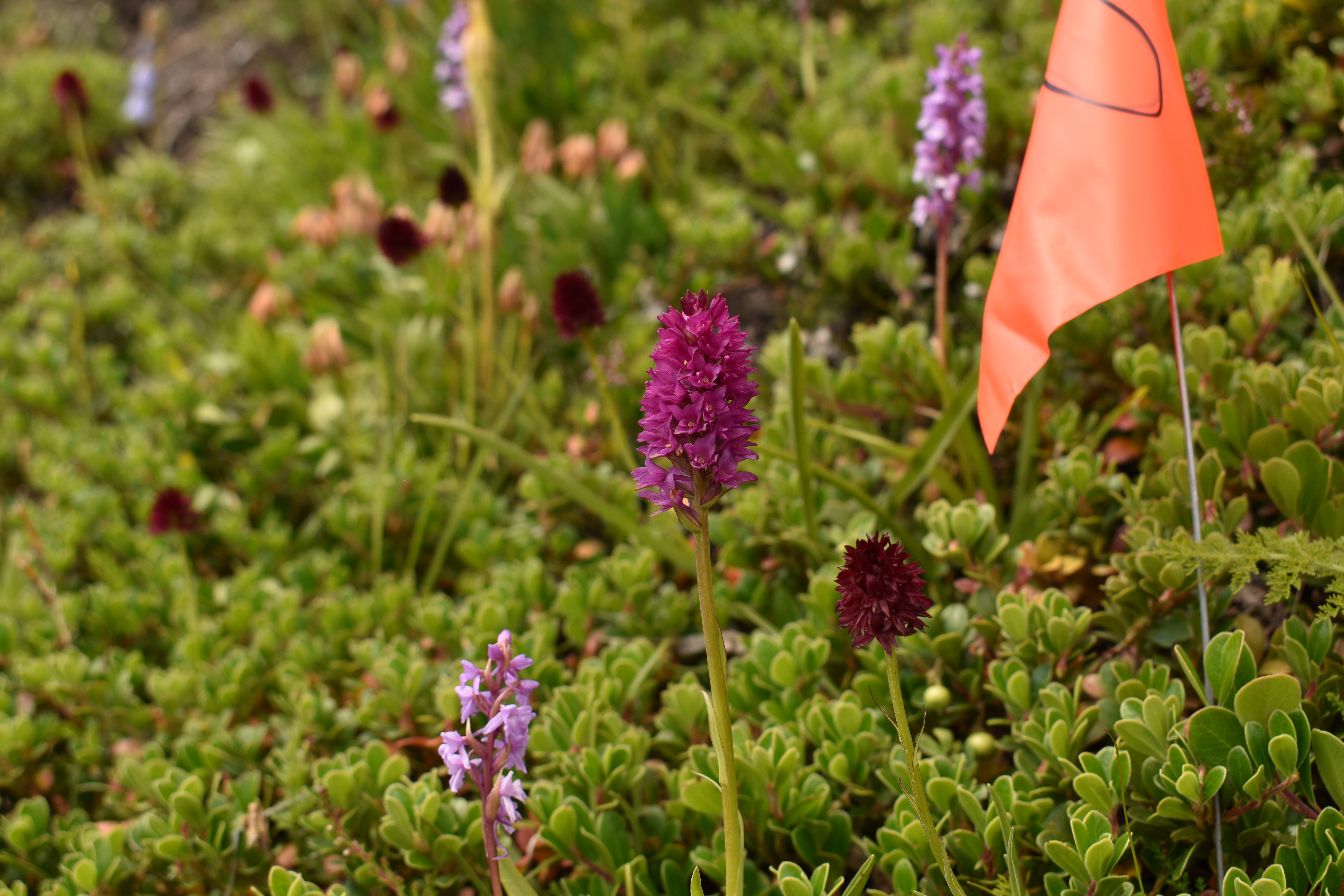 A photo of Gymnadenia conopsea (pale lilac orchid), G. rhellicani (dark red orchid), and their hybrid (magenta orchid) in front of vegetation with an orange flag on the right side.