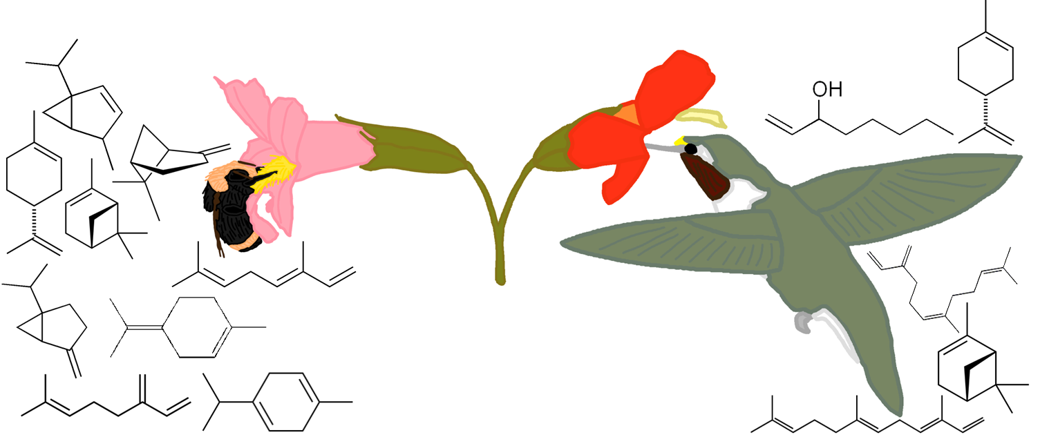 A cartoon of Mimulus lewisii (left: pink, with a bumblebee on it) and M. cardinalis (right: red, with a hummingbird visiting) and their volatile compounds.